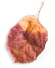 https://martiesbence.hu/wp-content/uploads/2020/11/small_leaf_01-2.png