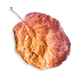 https://martiesbence.hu/wp-content/uploads/2020/11/small_leaf_02-2.png