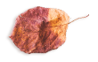 https://martiesbence.hu/wp-content/uploads/2020/11/small_leaf_03-2.png