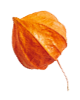 https://martiesbence.hu/wp-content/uploads/2020/11/small_leaf_04-2.png