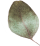 https://martiesbence.hu/wp-content/uploads/2020/12/separate_leaf-2.png